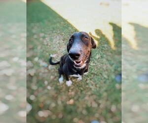 Great Dane Dogs for adoption in Flower Mound, TX, USA