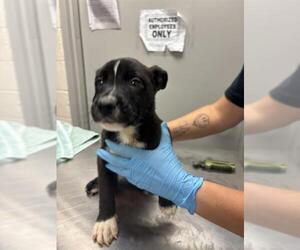 Australian Shepherd-Unknown Mix Dogs for adoption in Oklahoma City, OK, USA