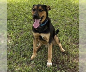 German Shepherd Dog-Huskies Mix Dogs for adoption in The Woodlands, TX, USA