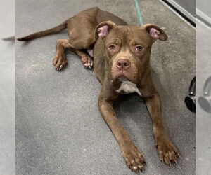 Mutt Dogs for adoption in Forestville, MD, USA