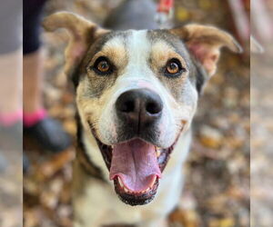 Mutt Dogs for adoption in Canton, CT, USA