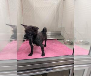 Mutt Dogs for adoption in Upland, CA, USA
