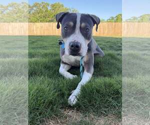 Mutt Dogs for adoption in Greenville, SC, USA