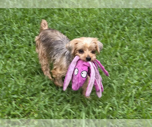 Mutt Dogs for adoption in Spring, TX, USA