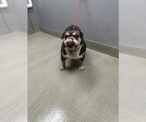 Bulldog-Unknown Mix Dogs for adoption in Las Vegas, NV, USA