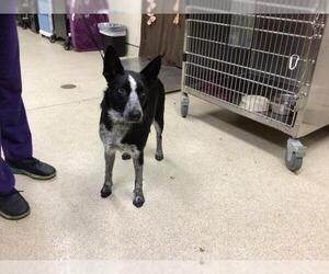 Mutt Dogs for adoption in Riverside, CA, USA