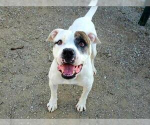 American Bulldog Dogs for adoption in Rancho Cucamonga, CA, USA