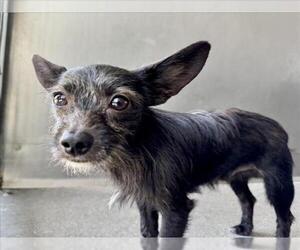 Mutt Dogs for adoption in San Bernardino, CA, USA