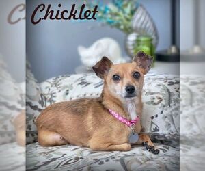 Chihuahua Dogs for adoption in Tustin, CA, USA