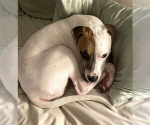 Mutt Dogs for adoption in Oklahoma City, OK, USA