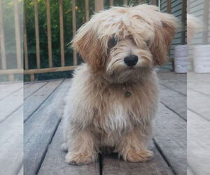 Maltese Dogs for adoption in Brooklyn Center, MN, USA