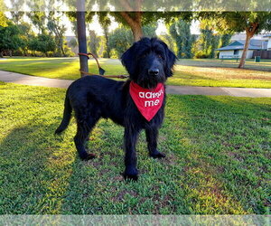 Labradoodle Dogs for adoption in Clovis, CA, USA