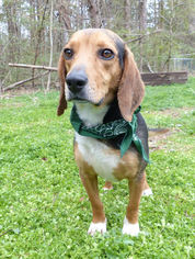 Beagle-Unknown Mix Dogs for adoption in Mocksville, NC, USA