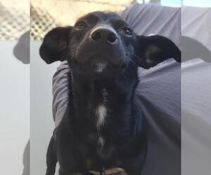 Chiweenie Dogs for adoption in Lodi, CA, USA