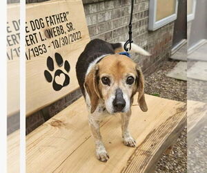 Beagle-Unknown Mix Dogs for adoption in Springdale, PA, USA