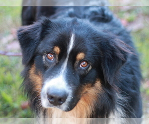Australian Mountain Dog Dogs for adoption in Cookeville, TN, USA