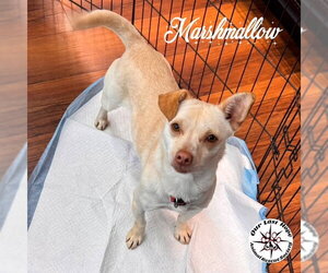 Chihuahua-Unknown Mix Dogs for adoption in Princeton, British Columbia, Canada