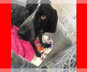 Bluetick Coonhound Dogs for adoption in Easton, MD, USA