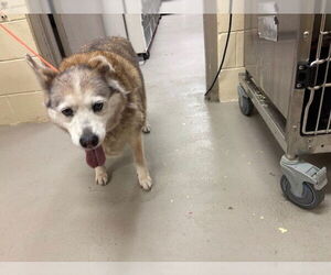 Siberian Husky-Unknown Mix Dogs for adoption in Sanford, FL, USA