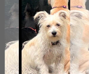Mutt Dogs for adoption in Dallas, TX, USA