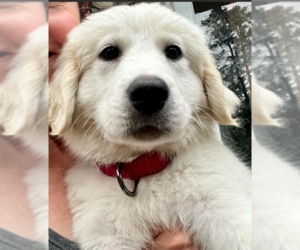 Great Pyrenees-Unknown Mix Dogs for adoption in Brooklyn Center, MN, USA