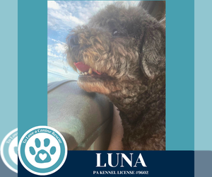 Shih Tzu-Unknown Mix Dogs for adoption in Kimberton, PA, USA