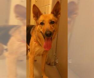 German Shepherd Dog Dogs for adoption in Sanford, FL, USA