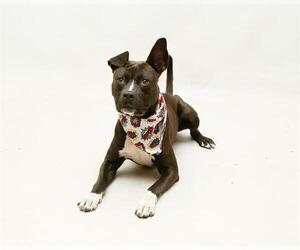 Mutt Dogs for adoption in Sanford, FL, USA