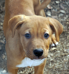 Boxador Dogs for adoption in Garner, NC, USA