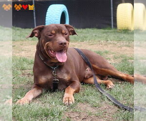 American Pit Bull Terrier Dogs for adoption in Center Township, PA, USA