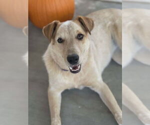 - Mix Dogs for adoption in Rosenberg, TX, USA