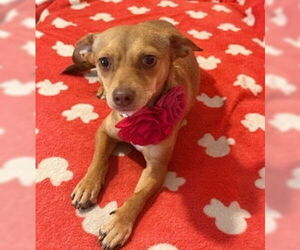 Chihuahua-Unknown Mix Dogs for adoption in oakland, FL, USA