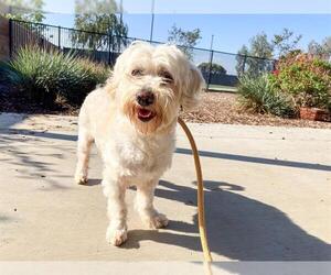 Miniature Schnauzer-Poodle (Miniature) Mix Dogs for adoption in Orange, CA, USA