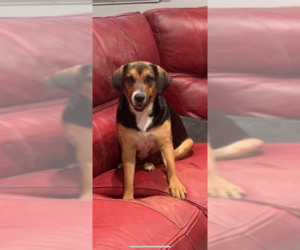 Medium Photo #1 Beagle-Unknown Mix Puppy For Sale in Jackson Township, NJ, USA