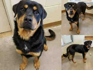 Rottweiler Dogs for adoption in Texas City, TX, USA