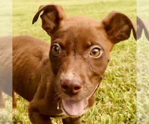 Chihuahua-Chocolate Labrador retriever Mix Dogs for adoption in Bristol, CT, USA