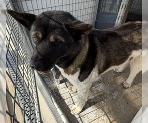 Akita Dogs for adoption in Lathrop, CA, USA