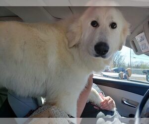 Great Pyrenees Dogs for adoption in Scottsboro, AL, USA