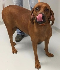 Small Redbone Coonhound