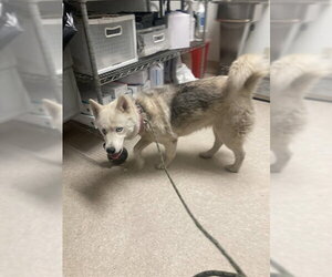 Siberian Husky Dogs for adoption in Bakersfield, CA, USA