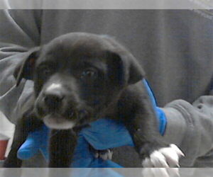 Labrador Retriever-Unknown Mix Dogs for adoption in Fayetteville, NC, USA