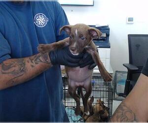 Dachshund-Unknown Mix Dogs for adoption in Pasadena, TX, USA