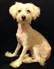 Maltipoo Dogs for adoption in Genesee, WI, USA