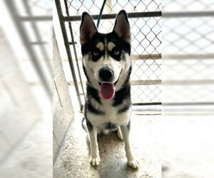 Siberian Husky Dogs for adoption in Lathrop, CA, USA