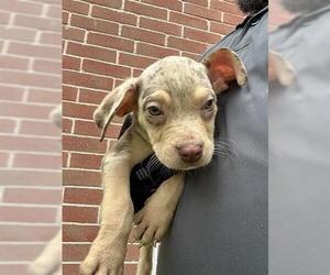 American Pit Bull Terrier-Unknown Mix Dogs for adoption in Houston, TX, USA