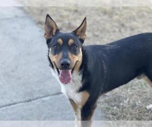Australian Kelpie-Unknown Mix Dogs for adoption in Tulsa, OK, USA
