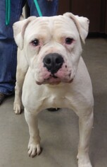 American Bulldog Dogs for adoption in Amarillo, TX, USA