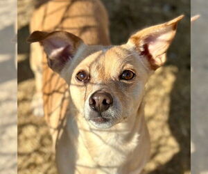Chihuahua-Unknown Mix Dogs for adoption in Canton, CT, USA