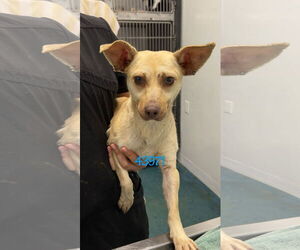 Chihuahua-Unknown Mix Dogs for adoption in Chico, CA, USA