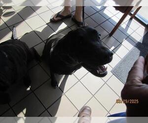 Labrador Retriever-Unknown Mix Dogs for adoption in Ocala, FL, USA
